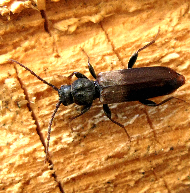 Tetropium fuscum (Fabricius, 1787)