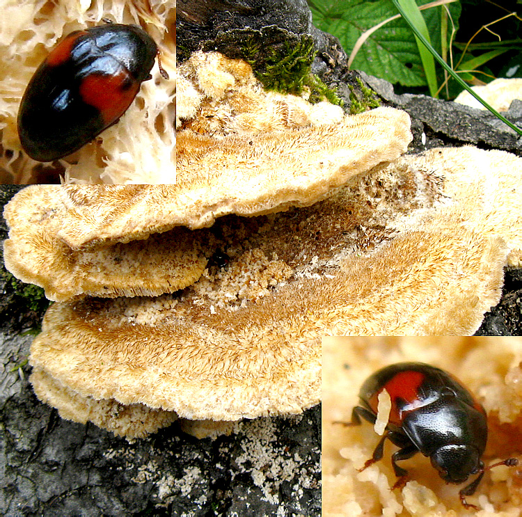 Tritoma bipustulata Fabricius, 1775