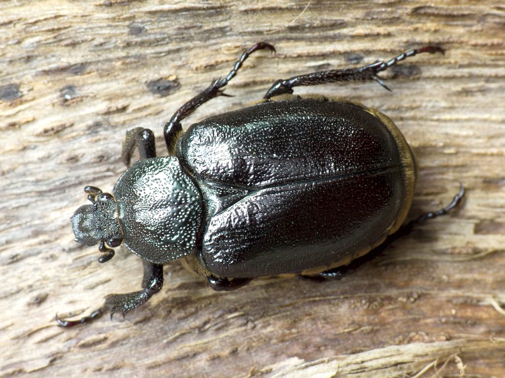 Osmoderma coriarium coriarium (De Geer, 1774) - female