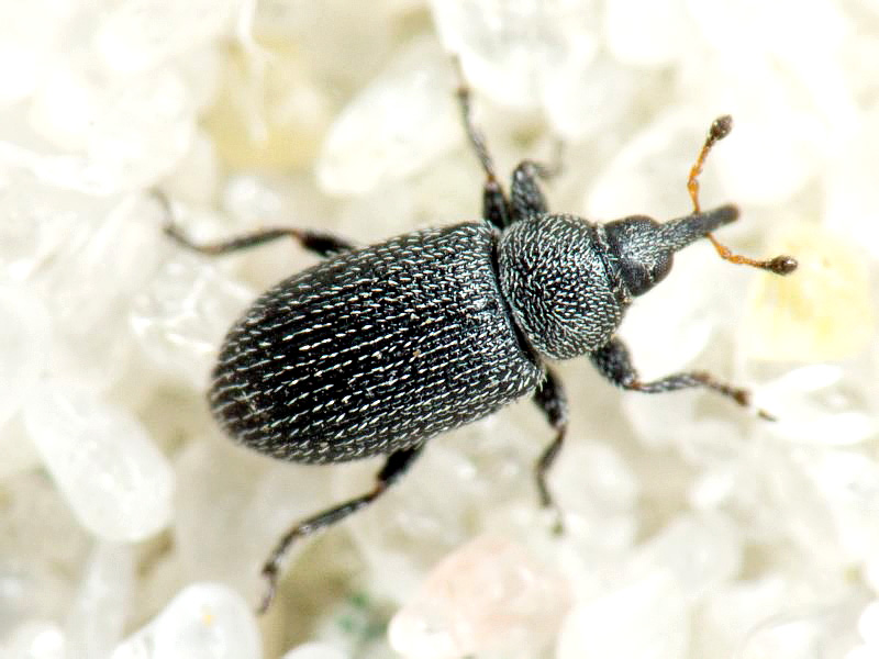 Gymnetron melanarium (Germar, 1821)