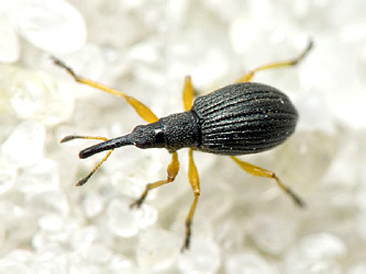 Protapion fulvipes (Geoffroy, 1785)