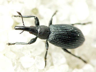 Aizobius sedi (Germar, 1818)