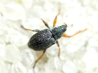 Exapion formaneki (Wagner, 1929)