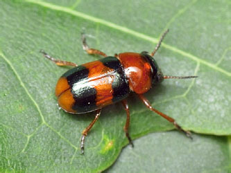 Coptocephala quadrimaculata (Linnaeus, 1767)