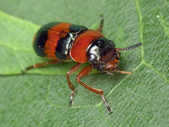 Coptocephala quadrimaculata (Linnaeus, 1767)