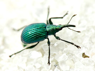 Pseudoprotapion astragali (Paykull, 1800)
