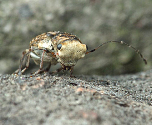Exechesops leucopis (Jordan, 1928) - male