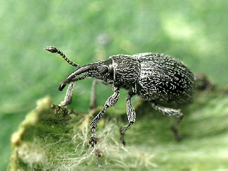 Diplapion detritum (Mulsant et Rey, 1858)