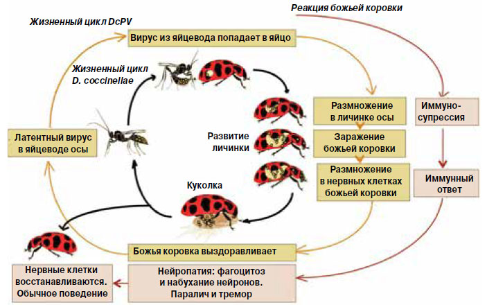 Жизненный цикл божьей коровки в картинках