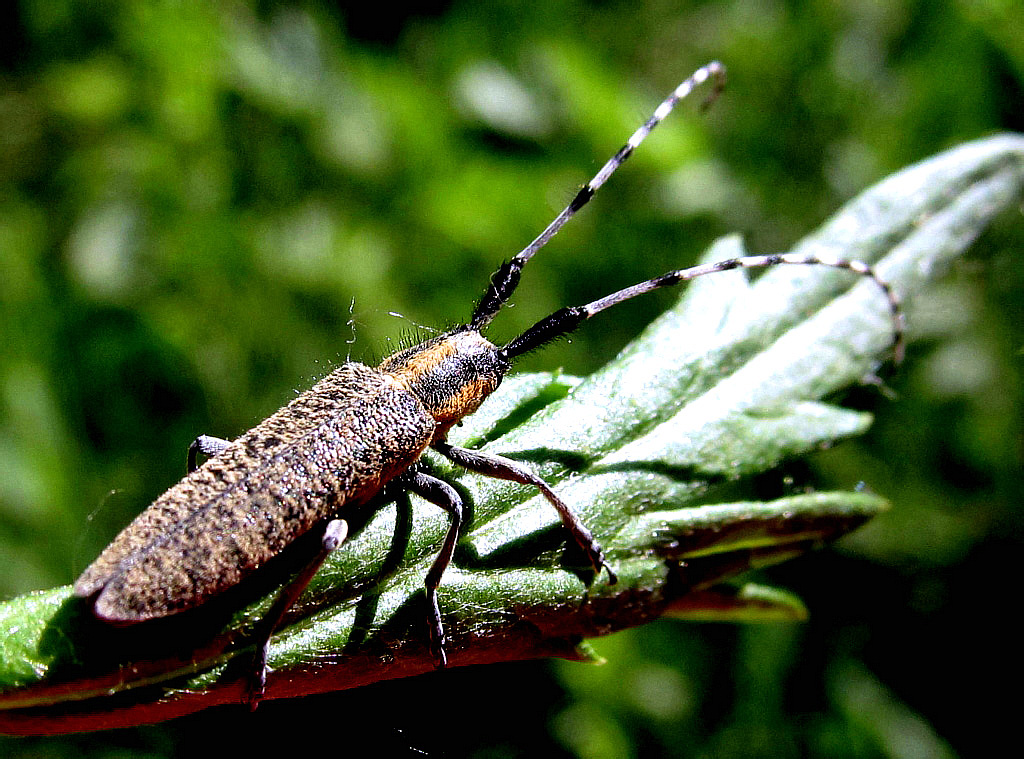 Agapanthia villosoviridescens (DeGeer, 1775)