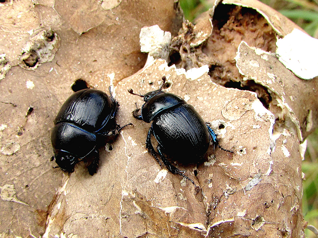 Anoplotrupes stercorosus (Hartmann in Scriba, 1791)