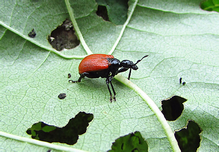 Apoderus coryli (Linnaeus, 1758)