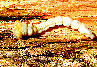 Chalcophora mariana (Linnaeus, 1758)