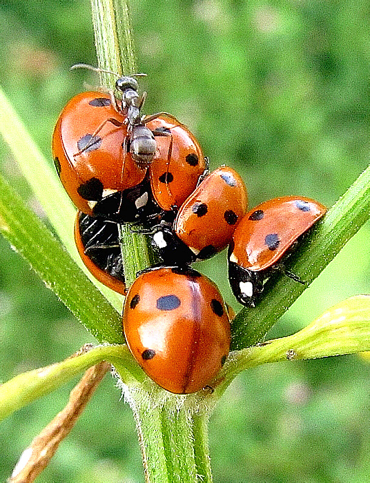 Coccinella septempunctata Linnaeus, 1758