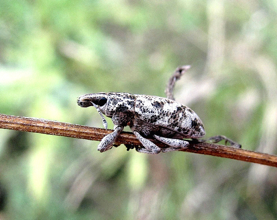 Cyphocleonus dealbatus (Gmelin, 1790)