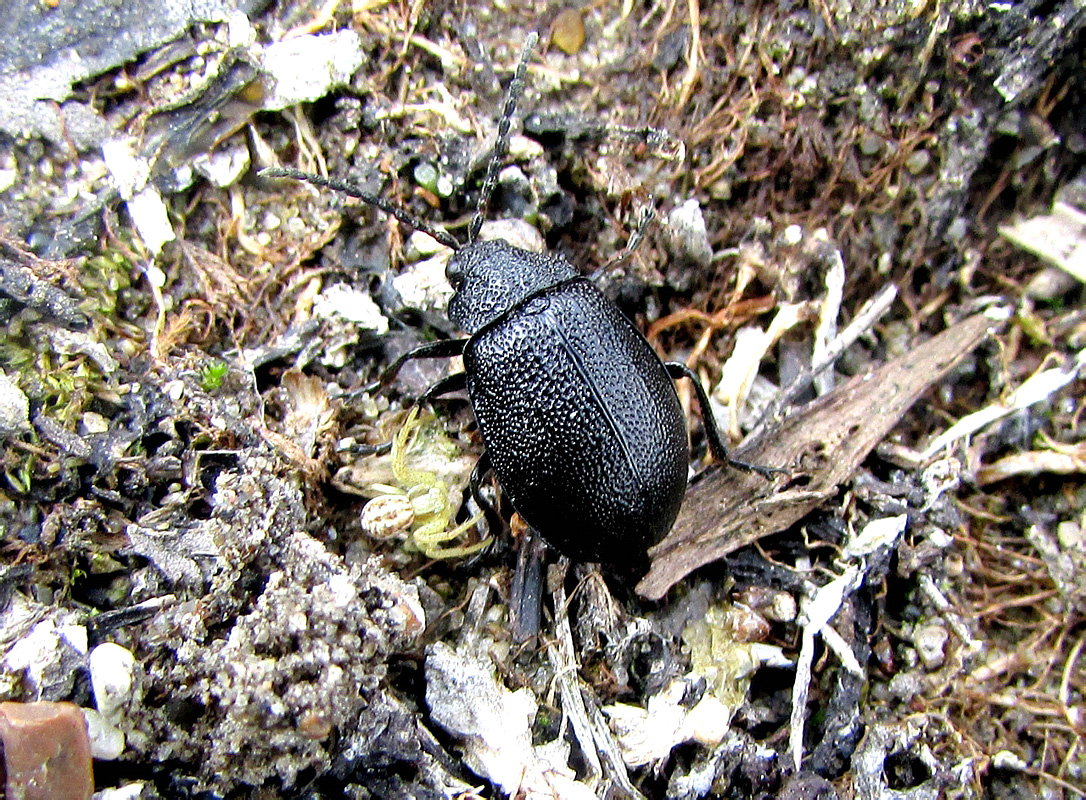 Galeruca tanaceti (Linnaeus, 1758)