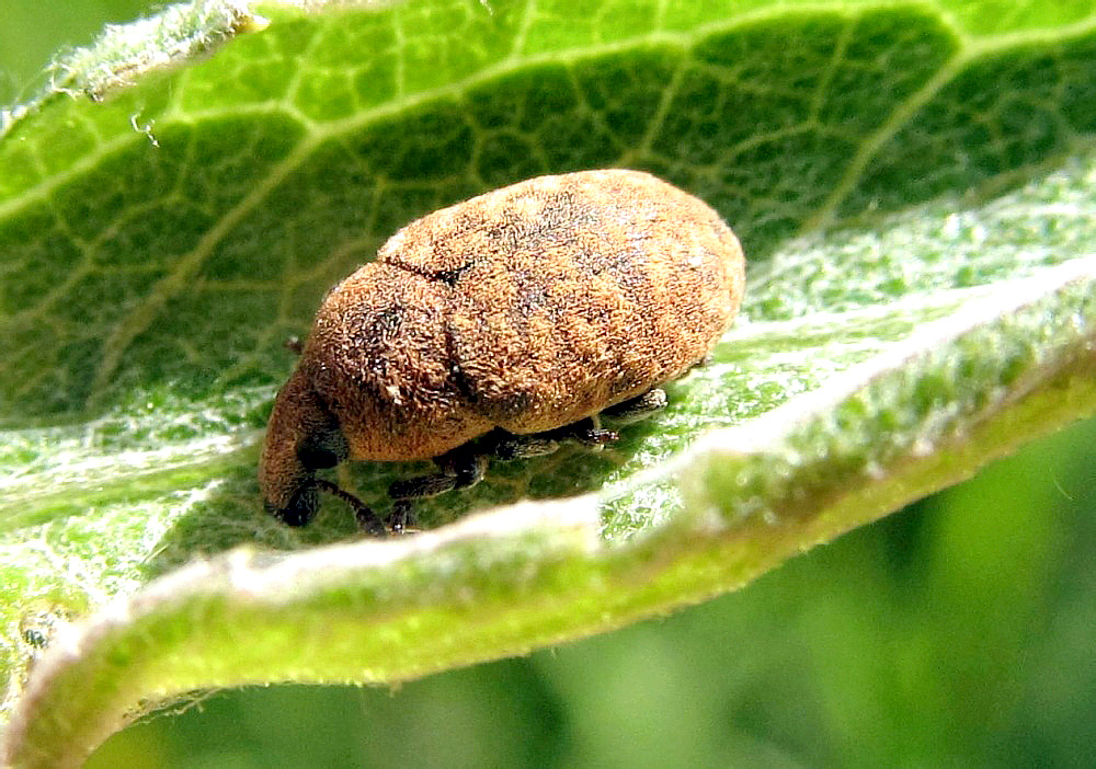 Larinus obtusus Gyllenhal, 1835