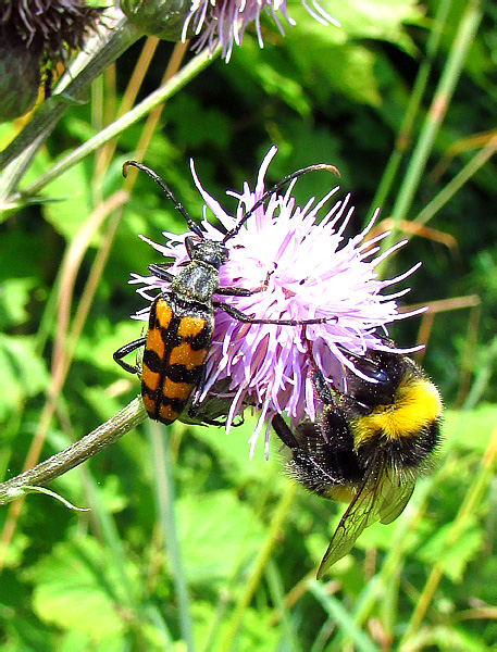 Leptura quadrifasciata Linnaeus, 1758