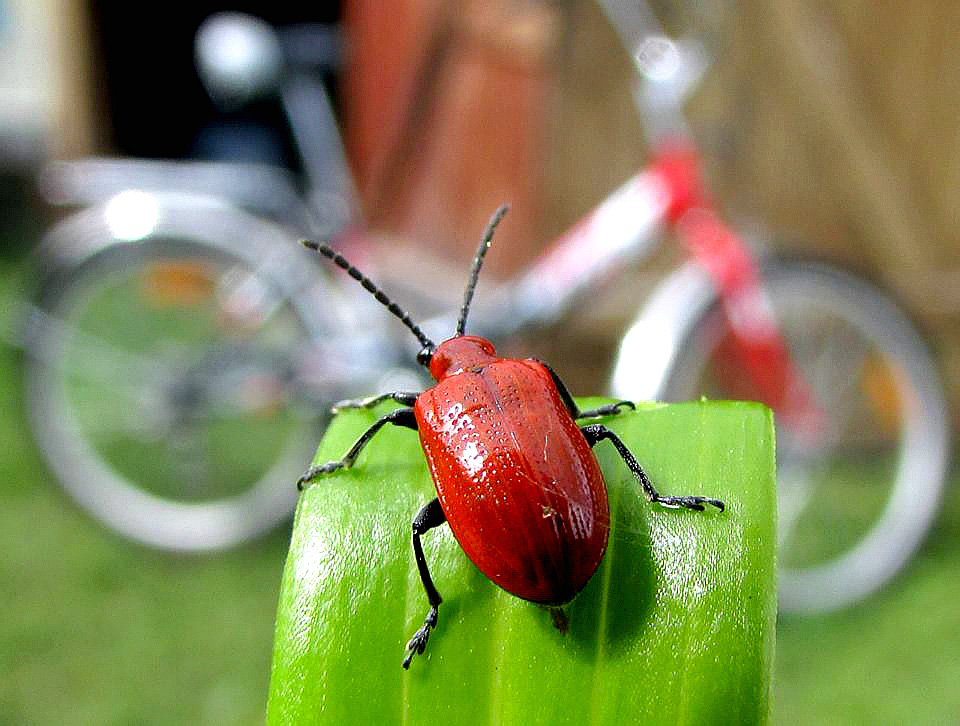 Lilioceris lilii (Scopoli, 1763)