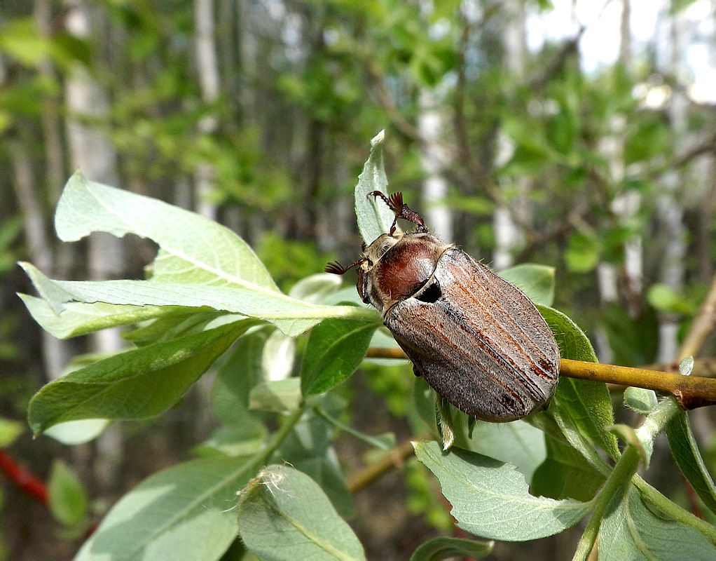 Melolontha hippocastani Fabricius, 1801