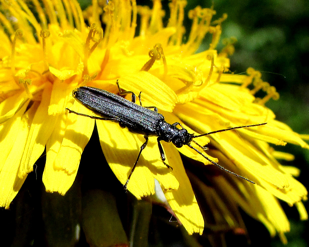 Oedemera lurida (Marsham, 1802)