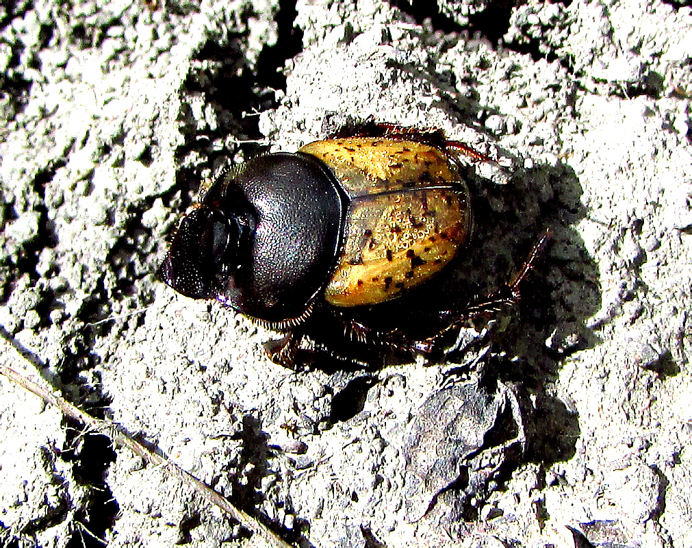 Onthophagus gibbulus (Pallas, 1781)