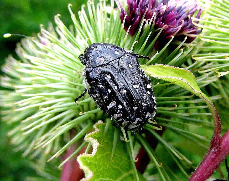 Oxythyrea funesta (Poda von Neuhaus, 1761)