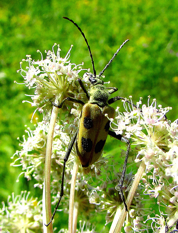 Pachyta quadrimaculata (Linnaeus, 1758)