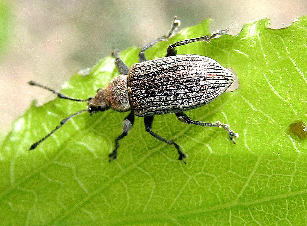 Phyllobius pyri (Linnaeus, 1758)