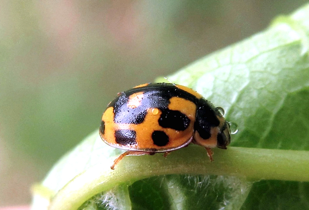 Propylea quatuordecimpunctata (Linnaeus, 1758)