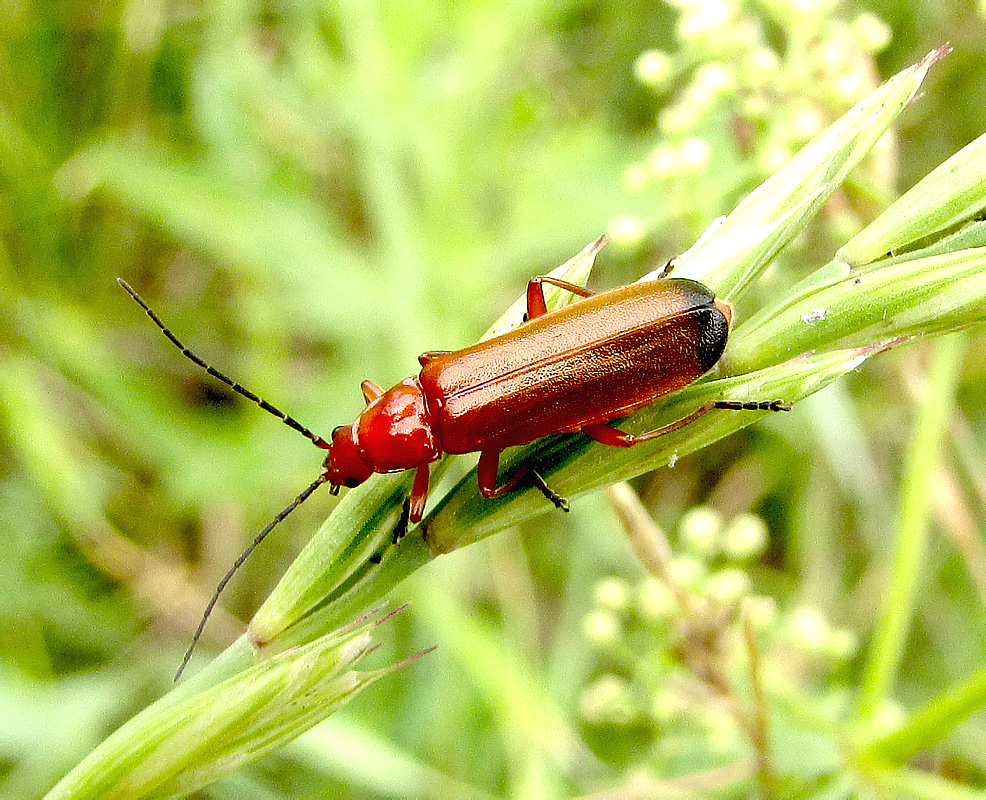 Rhagonycha fulva (Scopoli, 1763)