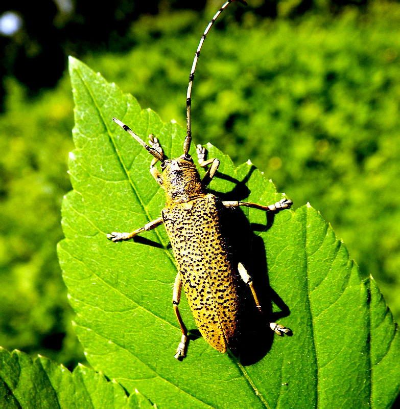 Saperda (s. str.) similis (Laicharting, 1784)