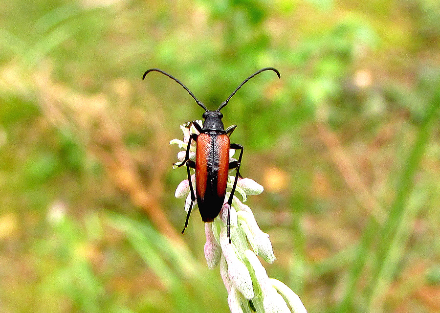 Stenurella melanura (Linnaeus, 1758)