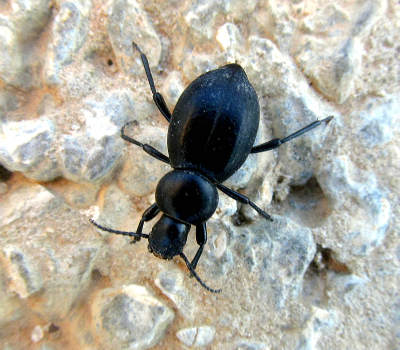 Tentyria sp.