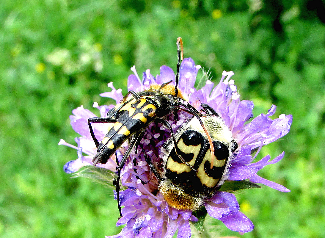 Trichius fasciatus (Linnaeus, 1758) et Leptura annularis Fabricius, 1801