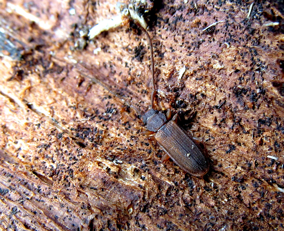 Uleiota planata (Linnaeus, 1761)