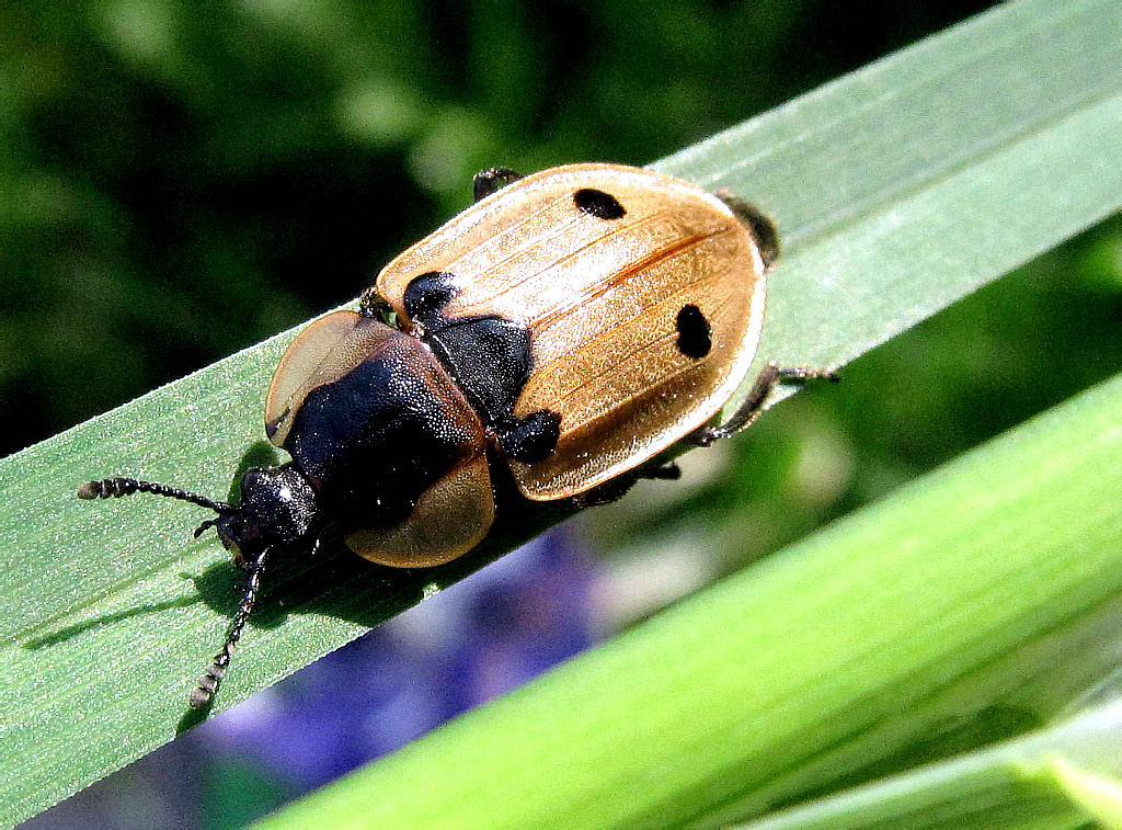 Dendroxena (= Xylodrepa) quadrimaculata (Scopoli, 1772)