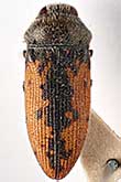 <I>Acmaeodera (Acmaeodera) polyxantha</I> Semenov, 1895