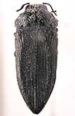 <I>Acmaeodera (Acmaeodera) lopatini</I> Volkovitsh, 2005
