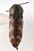 <I>Acmaeodera (Acmaeotethya) vanharteni</I> Volkovitsh, 2011