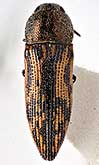 <I>Acmaeodera (Cobosiella) holynskii</I> Volkovitsh, 2011