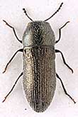 <I>Microacmaeodera (Microacmaeodera) kucerai</I> Volkovitsh, 2007
