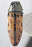 <I>Xantheremia (Xantheremia) steinbergi</I> (Volkovitsh, 1978)