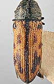 <I>Xantheremia (Xantheremia) chivensis</I> (Volkovitsh, 1978)