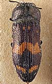<I>Acmaeoderella (Carininota) judinae</I> (Stepanov, 1954)