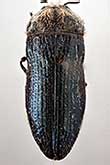 <I>Acmaeoderella (Euacmaeoderella) coelestina</I> Volkovitsh, 1977