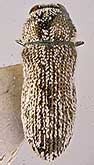 <I>Acmaeoderella (Euacmaeoderella) valentinae</I> Volkovitsh, 1977