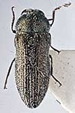 <I>Acmaeoderella (Euacmaeoderella) insueta</I> Volkovitsh, 1977