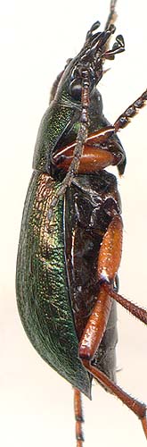 Carabus truncaticollis, male