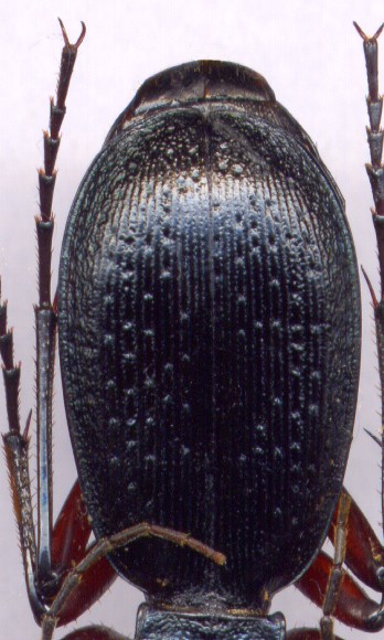 Carabus  circassicus, 